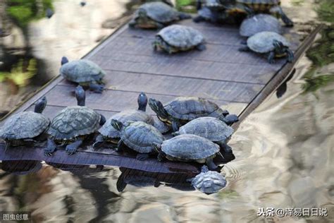 風水龜